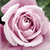 Violet - Trandafir teahibrid - Katherine Mansfield